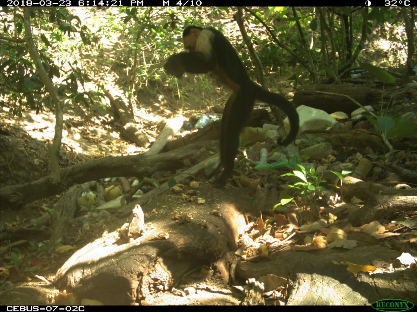 Capuchin Monkey