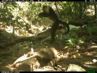 Capuchin Monkey