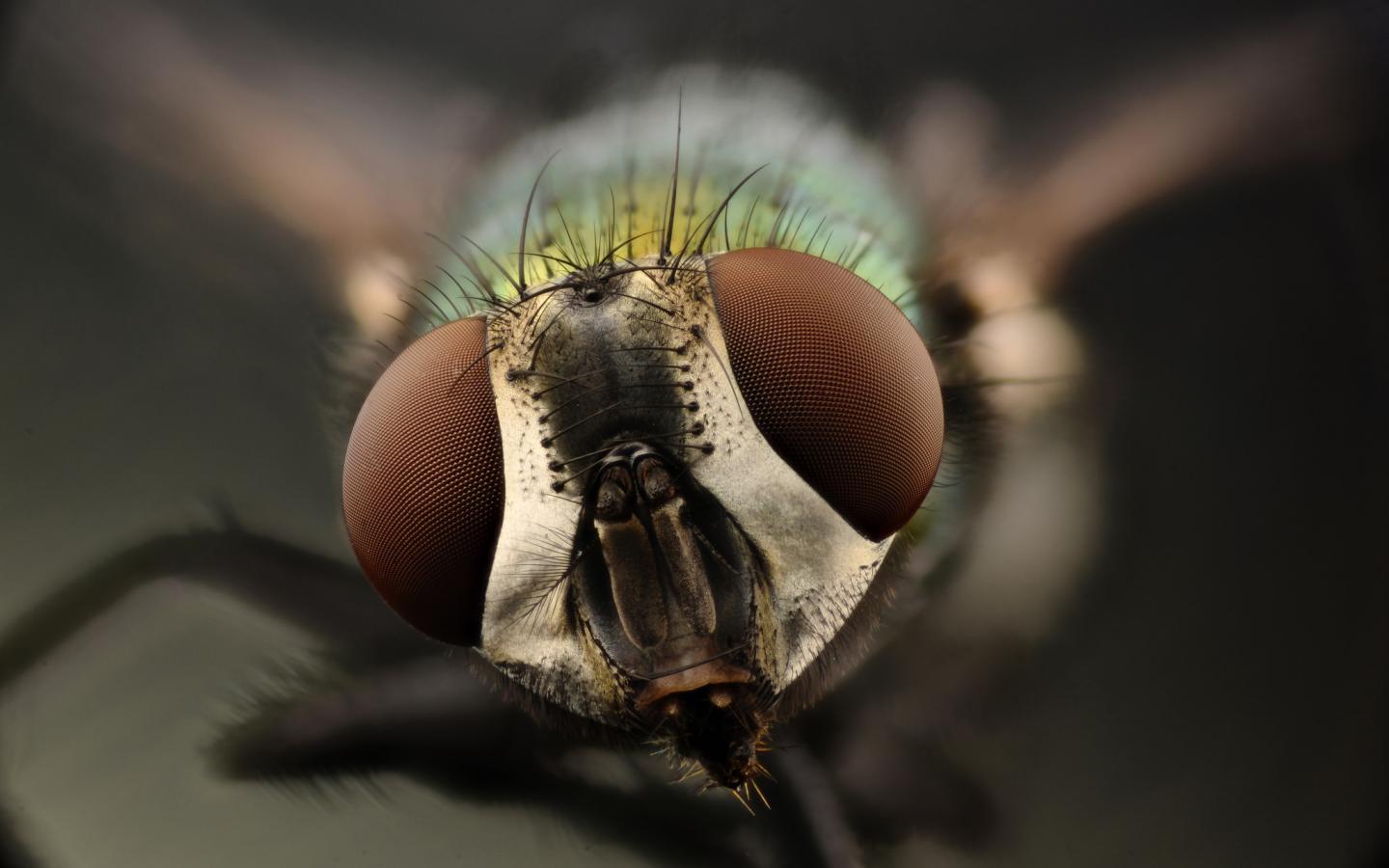 Flirting on the 'Fly' (1 of 2)