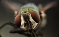 Flirting on the 'Fly' (1 of 2)