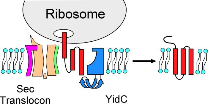 Schematic Diagram
