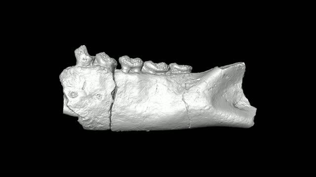 Propotto Leakeyi