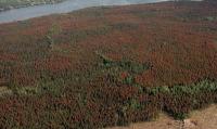 Pine Damage