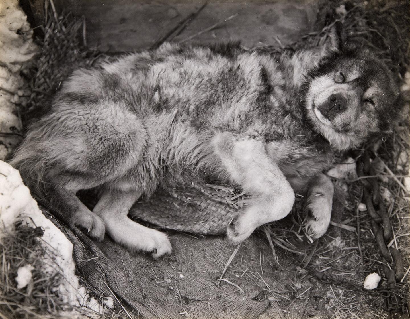 Stareek, a dog on the Terra Nova expedition