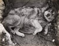 Stareek, a dog on the Terra Nova expedition