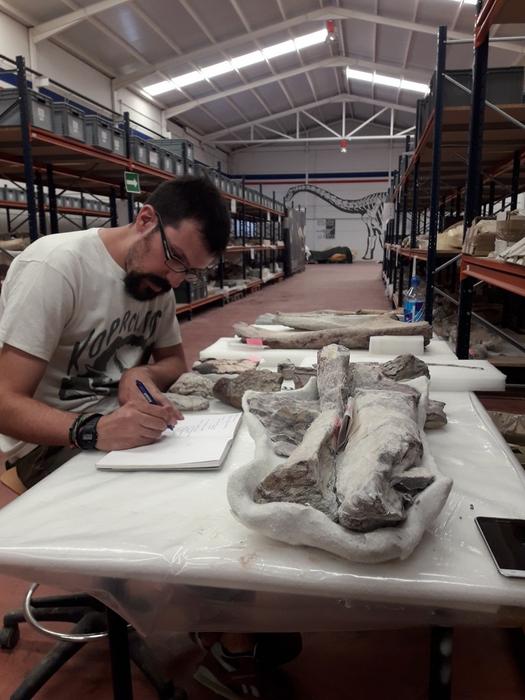 Nuevos descubrimientos sobre los restos de titanosaurios del yacimiento de Lo Hueco en España