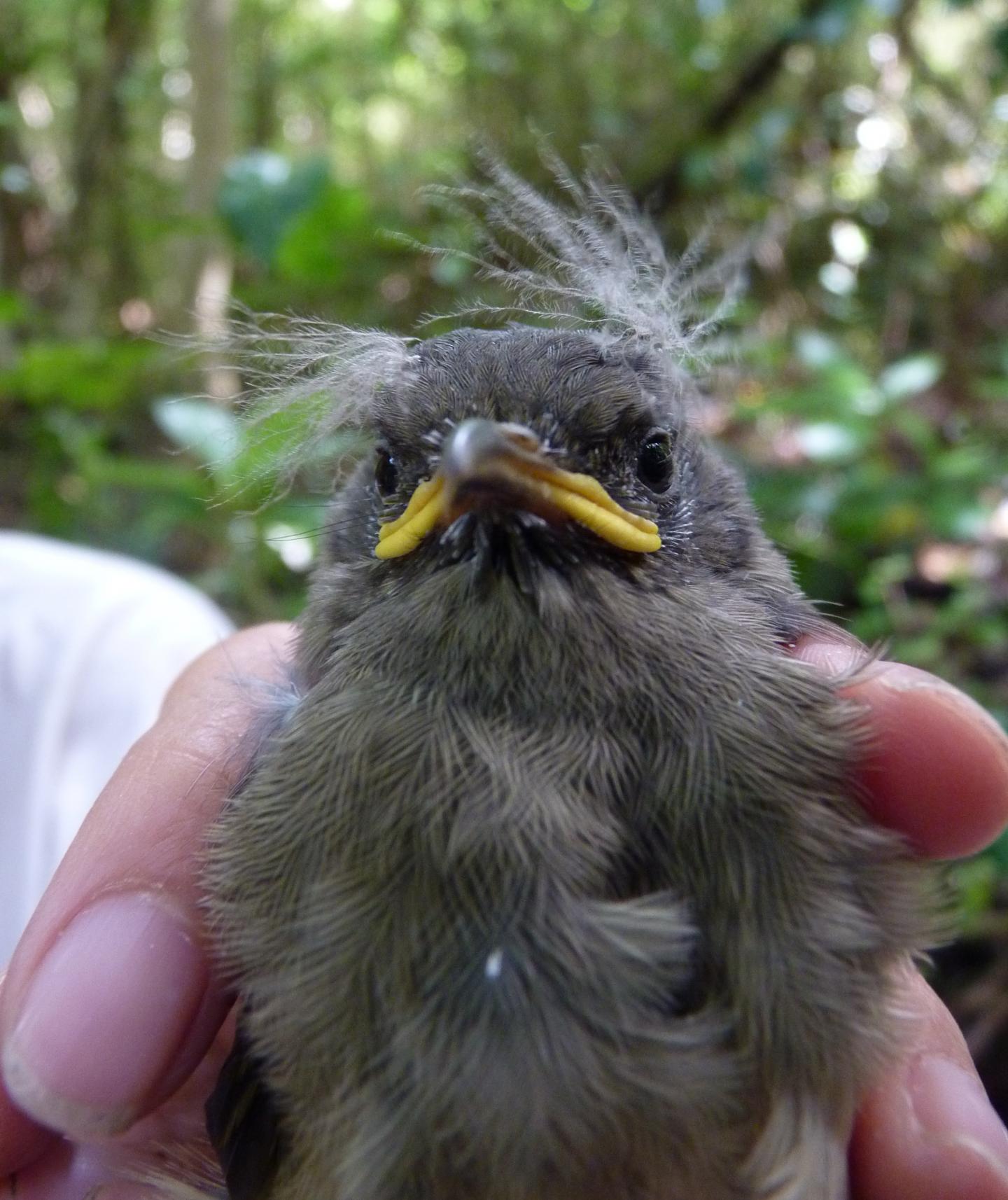 Captured Hihi Chick