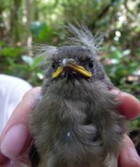Captured Hihi Chick