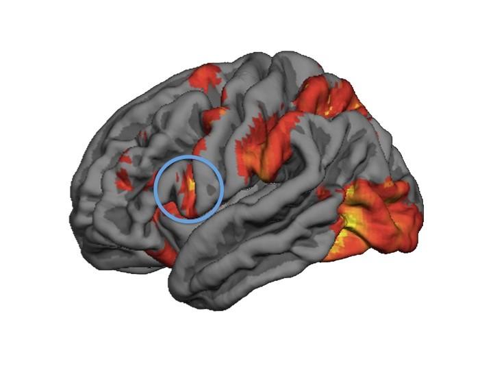 Mirror Neurons