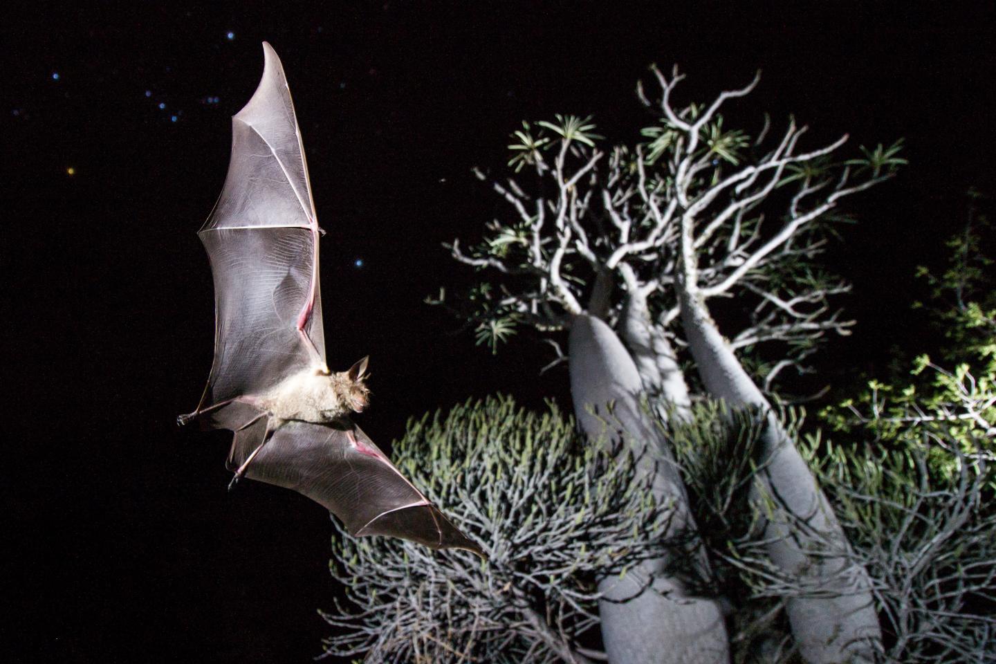 The Commerson's Leaf-nosed Bat (Hipposideros cf. commersoni), at Tsimanampetsotsa National Park