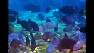 Coral Reef-cam: Study Shows Which Fish Clean Up Coral Reefs