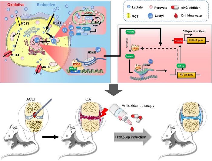 Diagram of the regulatory mechanism by which H3K56 lactylation attenuates osteoarthritis.