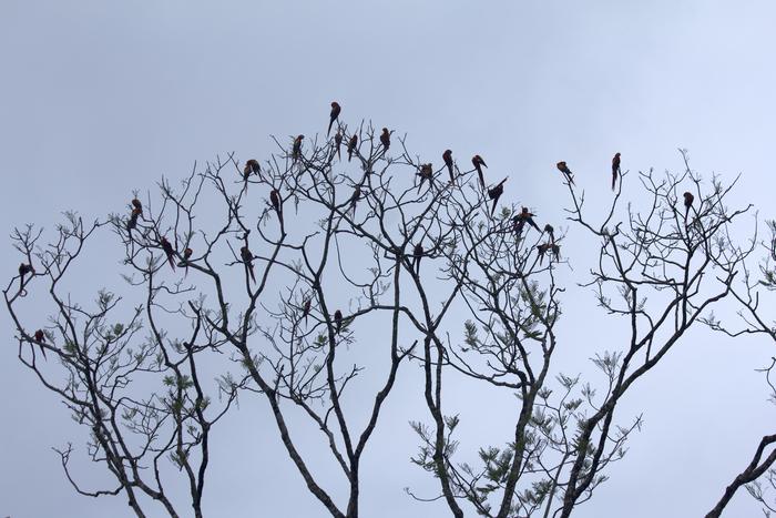 A Scarlet Macaw roosting site in Chiapas, Mexico.