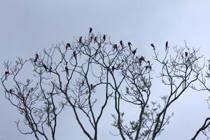 A Scarlet Macaw roosting site in Chiapas, Mexico.