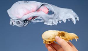 Skull scans of fox skulls