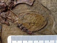Darwinopterus Egg