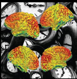 Timing In The Brain