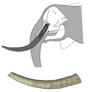 The elephant tusk and its estimated original position