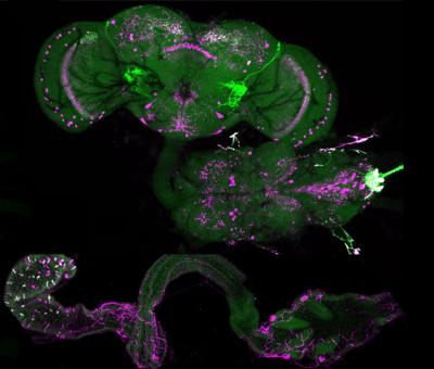 A Peptide with Strong Impact on the Fly's Feeding and Sleeping Habits