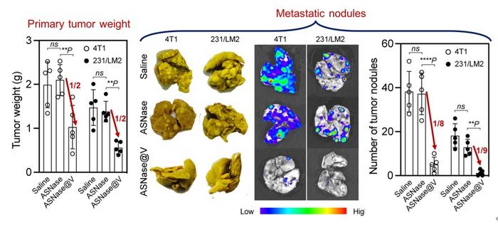 Therapeutic Efficacy of the ASN-loaded Stealth Nanoreactor