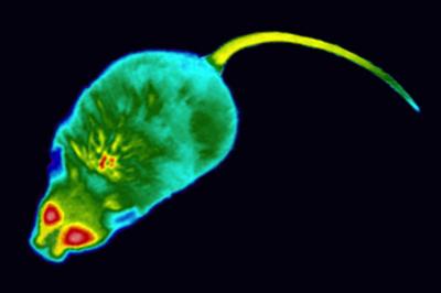 Infrared Image of Mouse