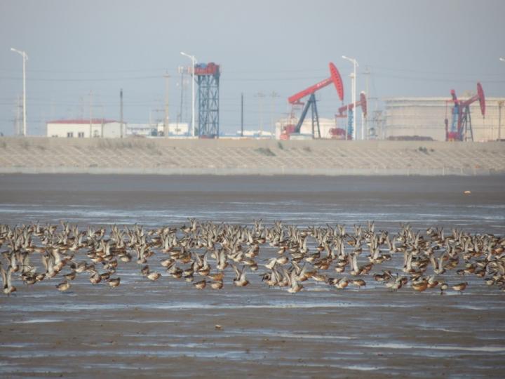 A flock of red knots at Nanpu, Bohai Bay, China