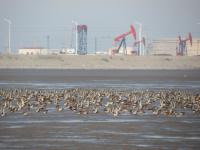 A flock of red knots at Nanpu, Bohai Bay, China