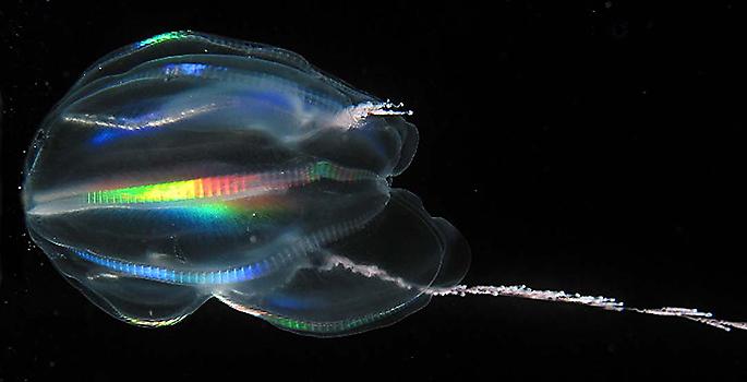 Comb Jelly