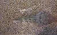 Guitarfish from the Gulf of California Photo- Jonathan Sandoval-Castillo