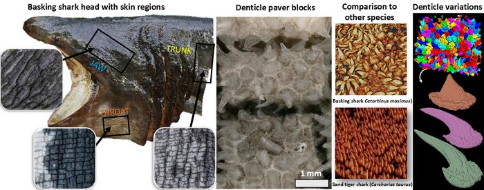 Graphical abstract displaying key features of the basking shark denticles