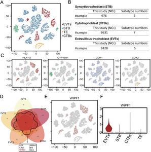 Identification of major trophoblast subtypes at the maternal–fetal interface and differentially expressed genes (DEGs) via the deep learning method called deep embedding for single-cell clustering (DESC) method.
