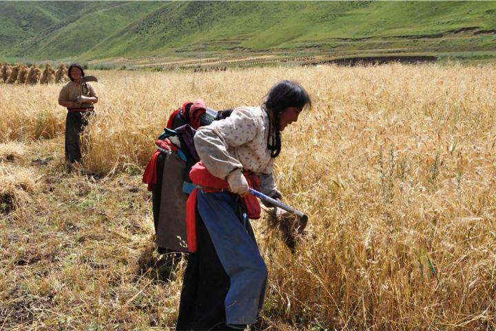 Barley Field