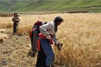 Barley Field