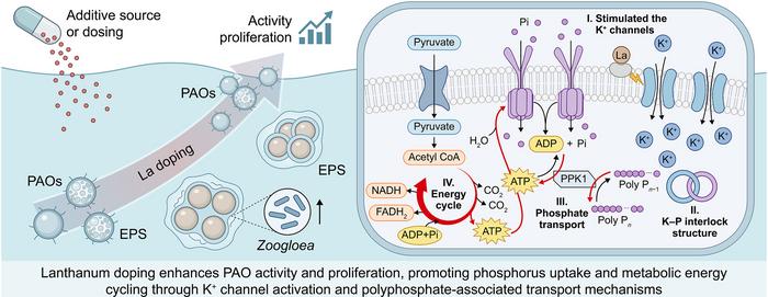 Trace lanthanum activates microbial phosphorus capture.