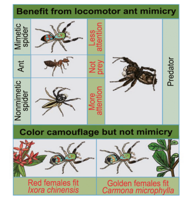 The jumping spider Siler collingwoodi mimicks the way ants walk to avoid being eaten. The spiders are also brightly colored, which may help them to camouflage with plants.