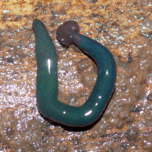 Diversibipalium mayottensis, Mayotte