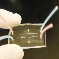 Pancreas On A Chip