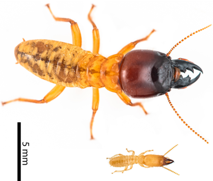 A schematic showing the size variation of termites