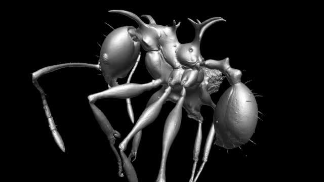 Rotational Video of the 3-D Model of New 'Game of Thrones' Species