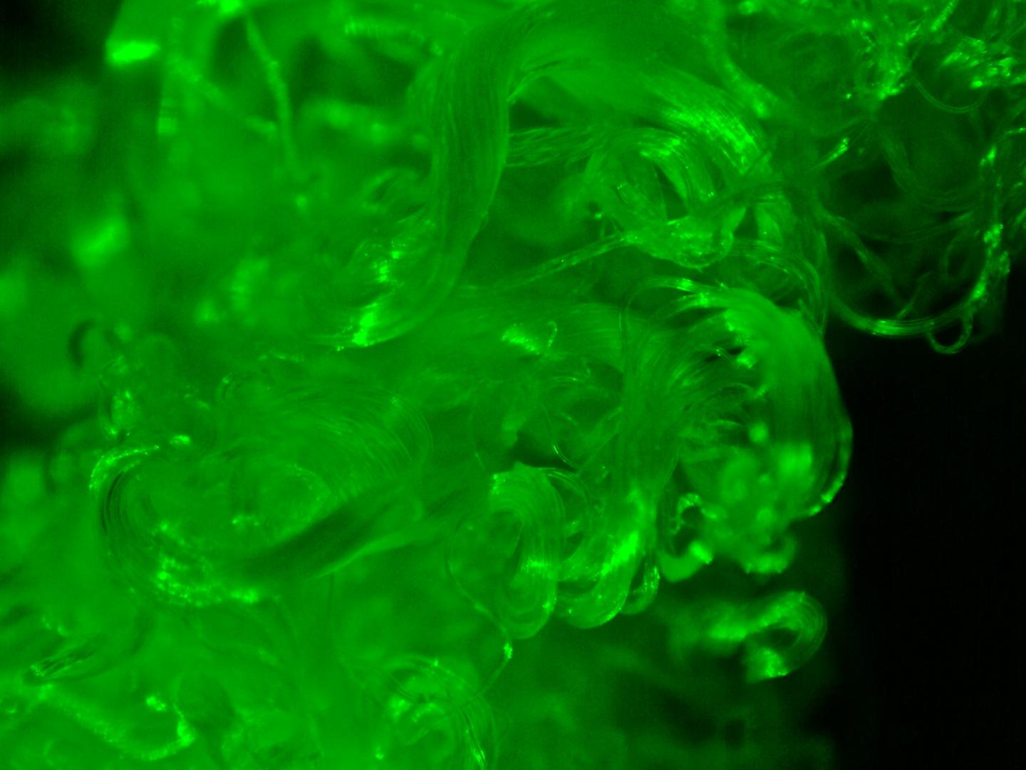 "Naturally" Glowing Cotton Yields Dazzling New Threads (3 of 9)