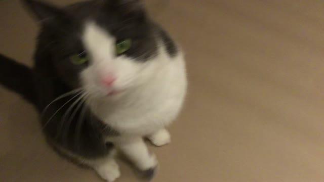 Cat Parasite Takes Control of our Immune System
