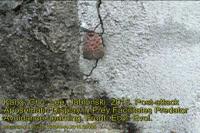 Spotted Lanternfly Displays to a Human Trying to Capture It