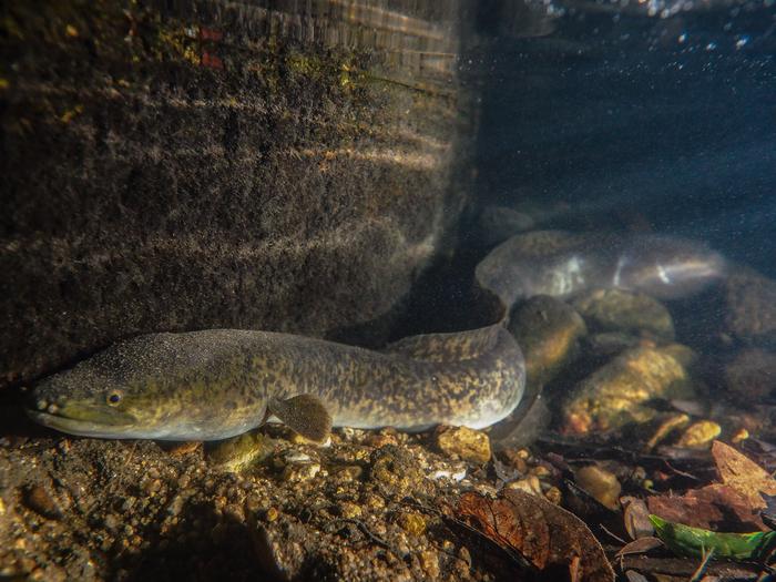 migratory giant mottled eel