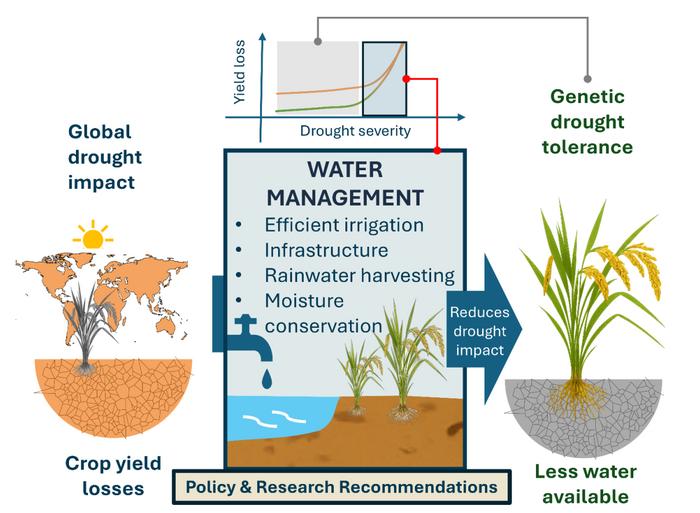 Water first: why effective water management outweighs genetic drought tolerance in agricultural adaptation