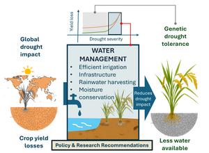 Water first: why effective water management outweighs genetic drought tolerance in agricultural adaptation