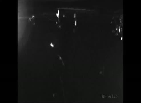 The Ancient Arms Race Between Bats and Moths (8 of 9)