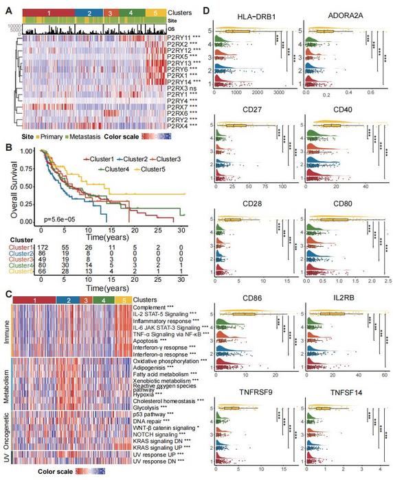 Adenosine Phosphate Signaling Subtypes in Melanoma TME