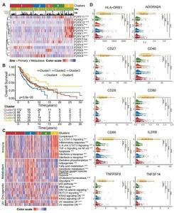 Adenosine Phosphate Signaling Subtypes in Melanoma TME