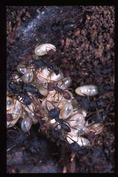 <em>Mystrium</em>