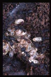 <em>Mystrium</em>